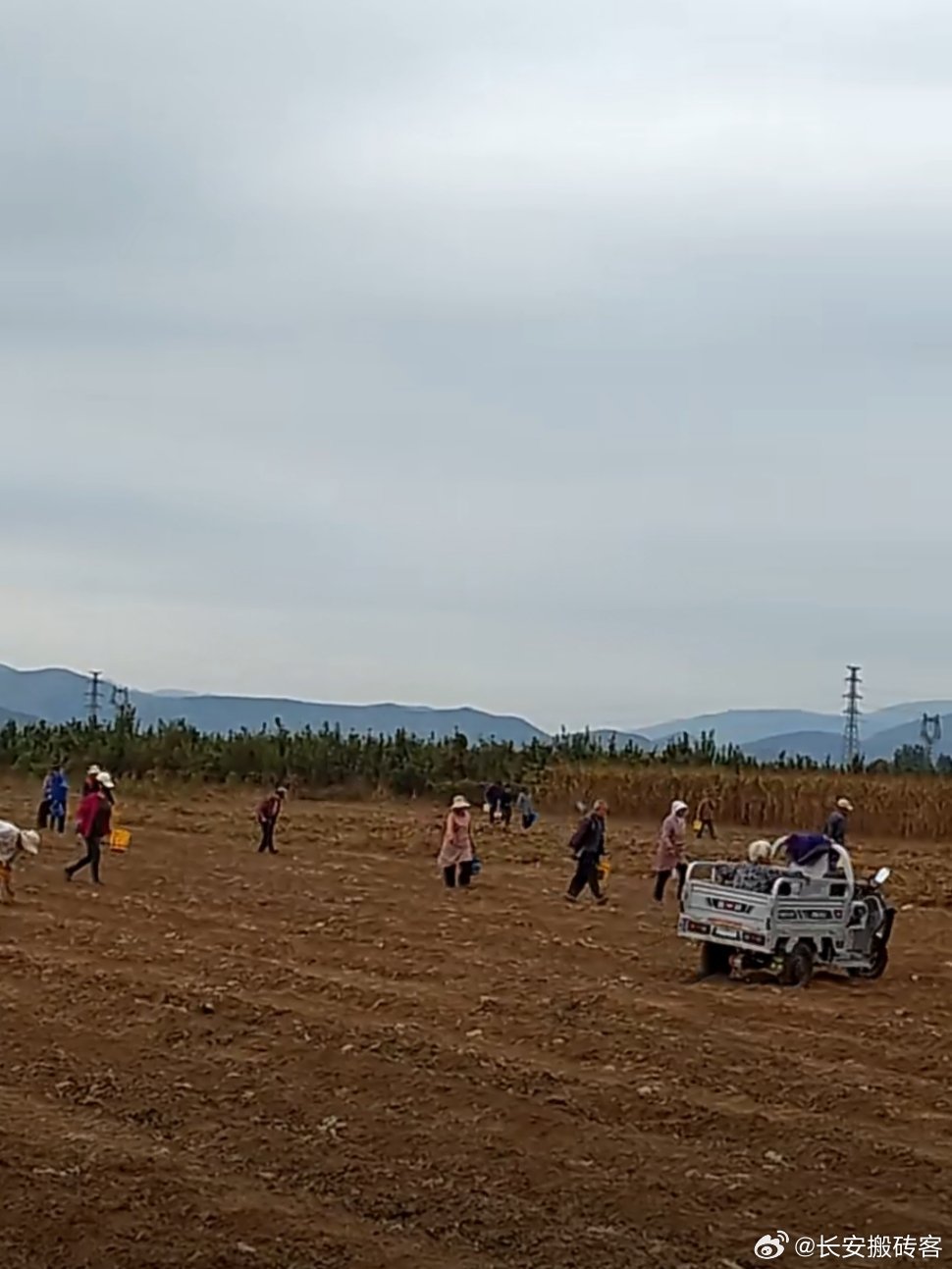 河北某地哄抢秋花生不要听风就是雨，这哪里是抢呀这不是去捡吗？花生在收获的过程中，