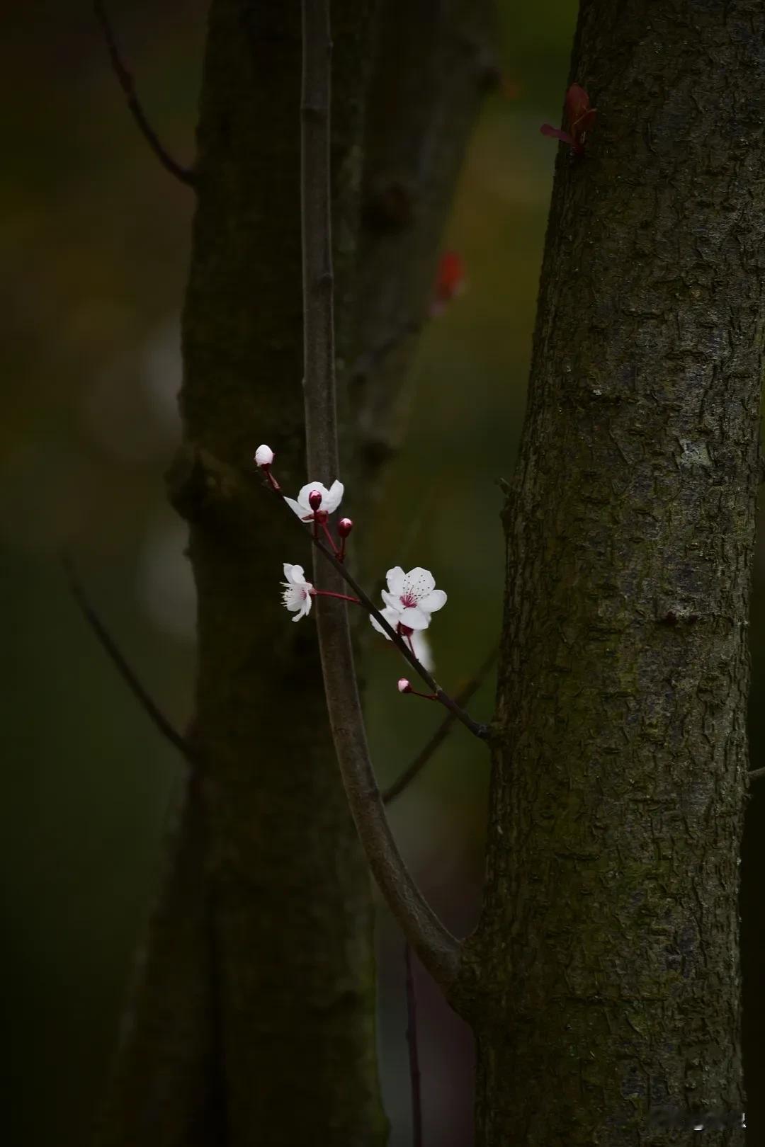 春风拂面过，花影动枝头。春风吹来花香 浮风醉花影 窗前花影