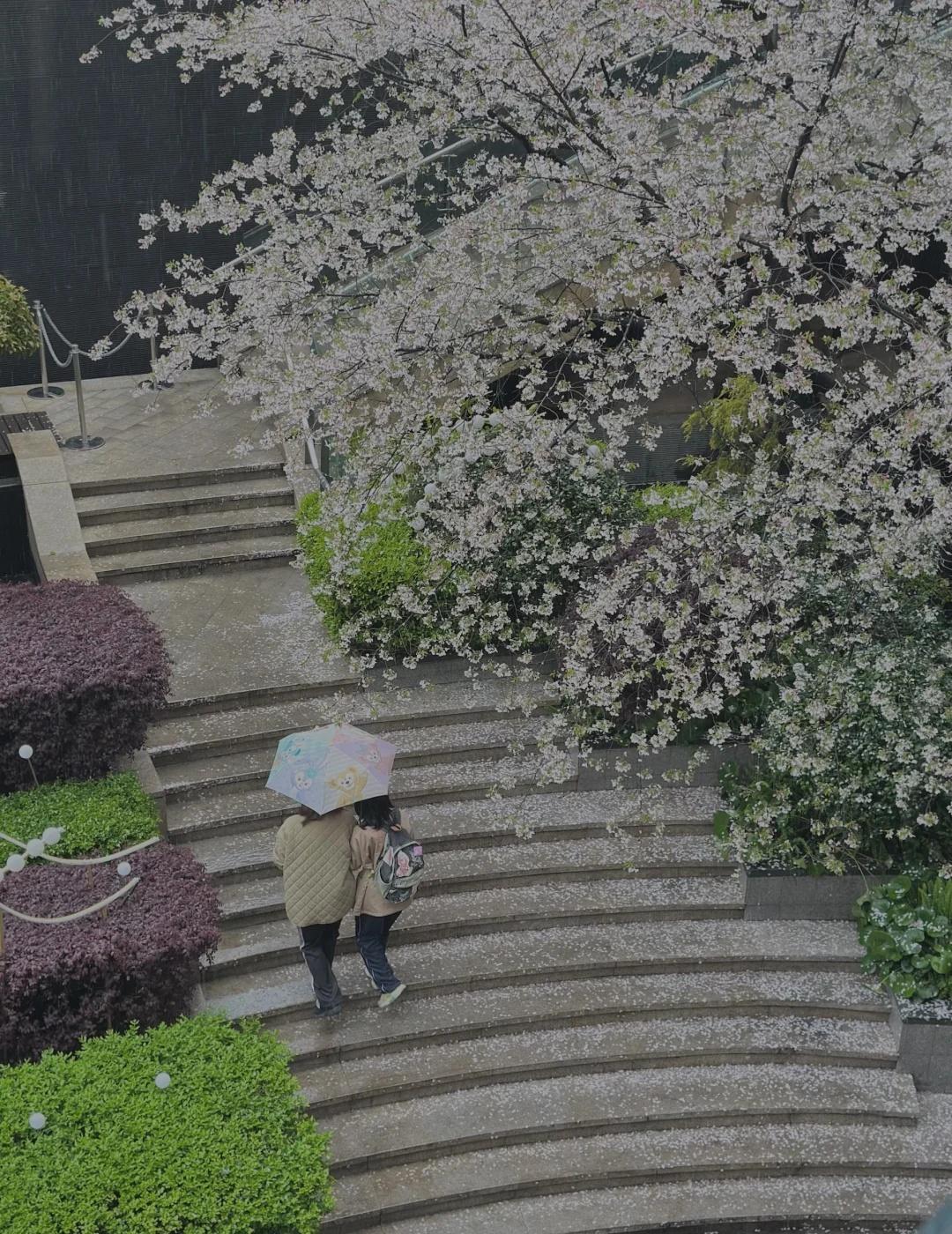 杭州在绿化上太舍得花钱了
拥抱春天的一百种方式 倒影里的春天 路上的春天 一键播