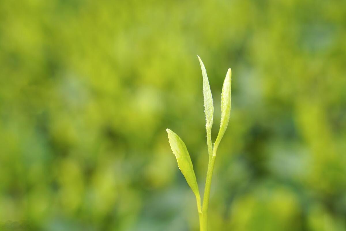 绿茶能提高免疫力？研究发现，茶多酚能激活免疫细胞，增强抵抗力

在繁忙的生活节奏