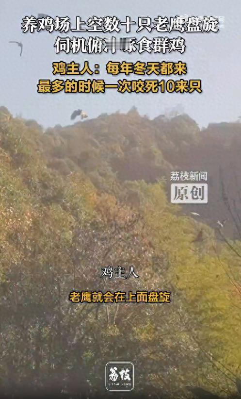 养鸡场上空数十只老鹰盘旋等吃鸡，主人：每年天冷都来，有时一次咬死10来只。
老鹰