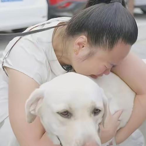 带主人爬泰山的导盲犬芬迪已返回大连基地。尽管王女士依依不舍地呼唤，但芬迪却开心地