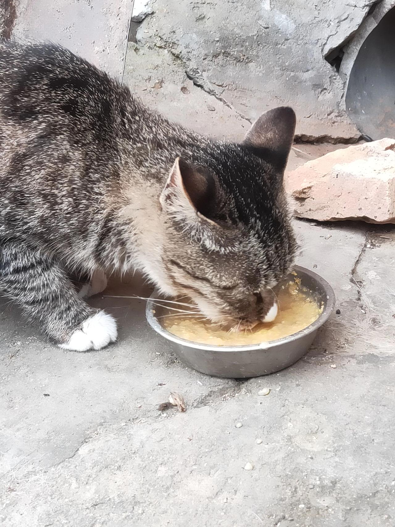 看人家城市里的猫天天吃猫粮，再看看我家猫，只能喂苞米粥。真的有点心疼它，感觉它跟