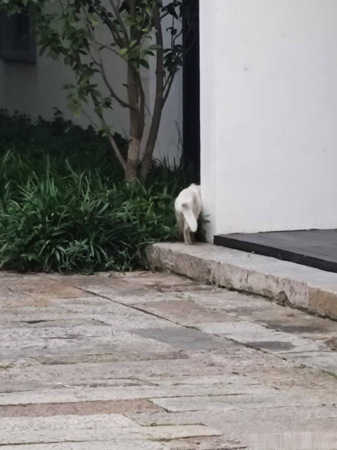 在芦席汇看到一只咪，本以为是惊鸿一瞥，原来是芦席汇街区原住猫猜猜这个只拍到半个屁