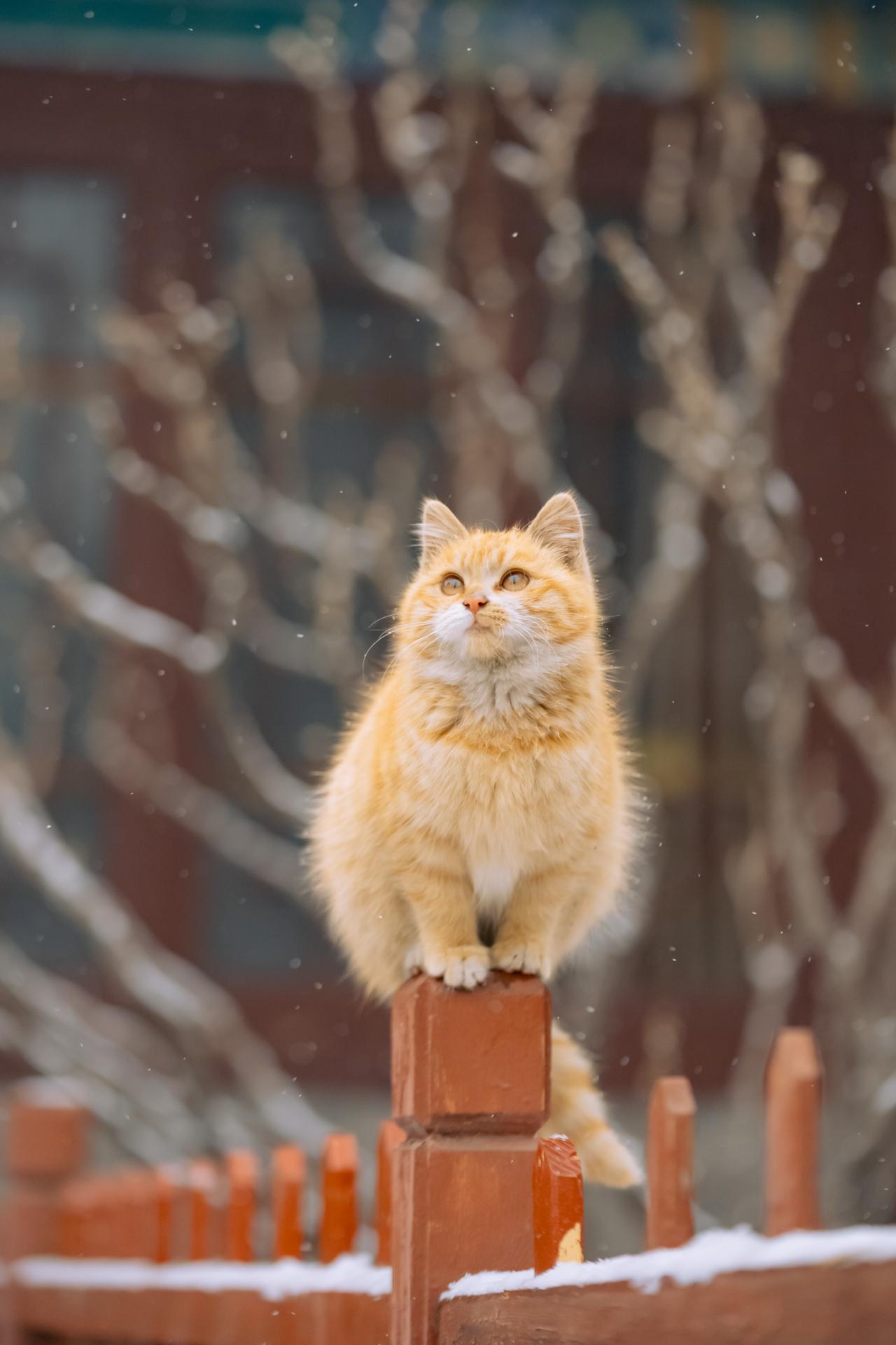 山西古建里，小胖橘遇初雪。今日小寒，应景发一组小胖橘傲雪图，这是之前山...