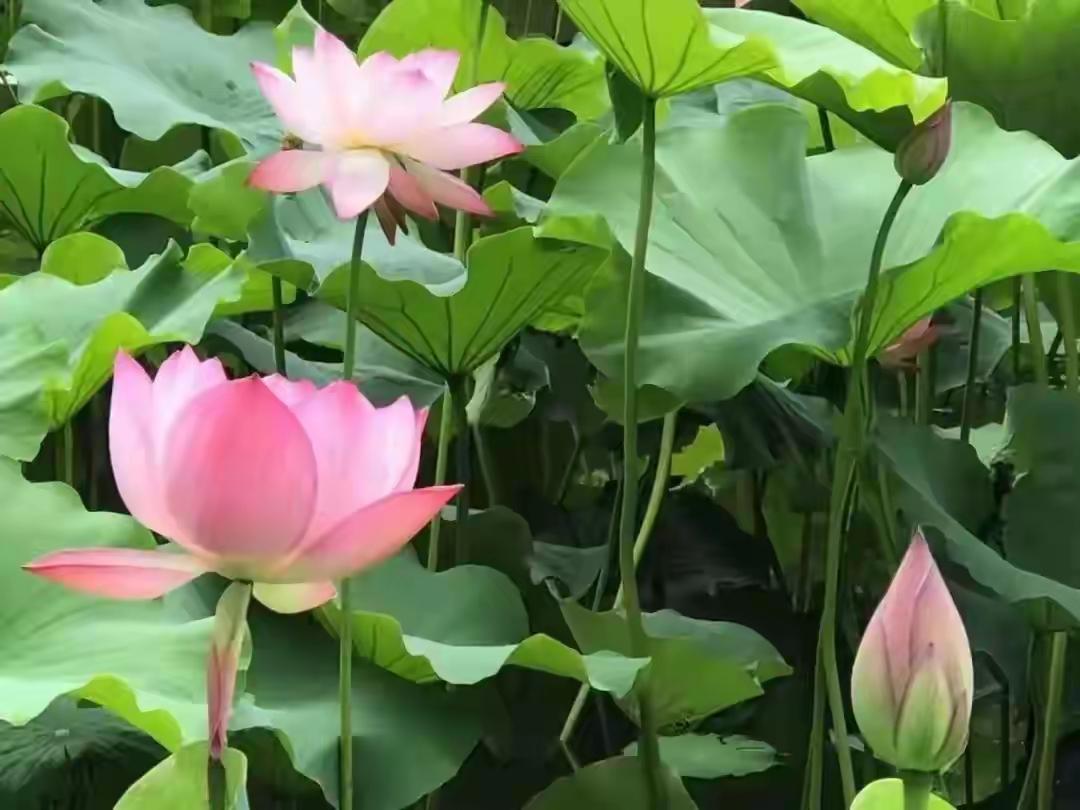 五月落幕，六月启新，夏日如约而至。

六月，暑气渐浓，绿意正盛，蝉鸣声声，奏响夏