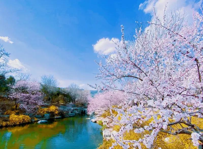 上联：桃花掩面羞来客，
下联：杏子出墙逗贵宾。