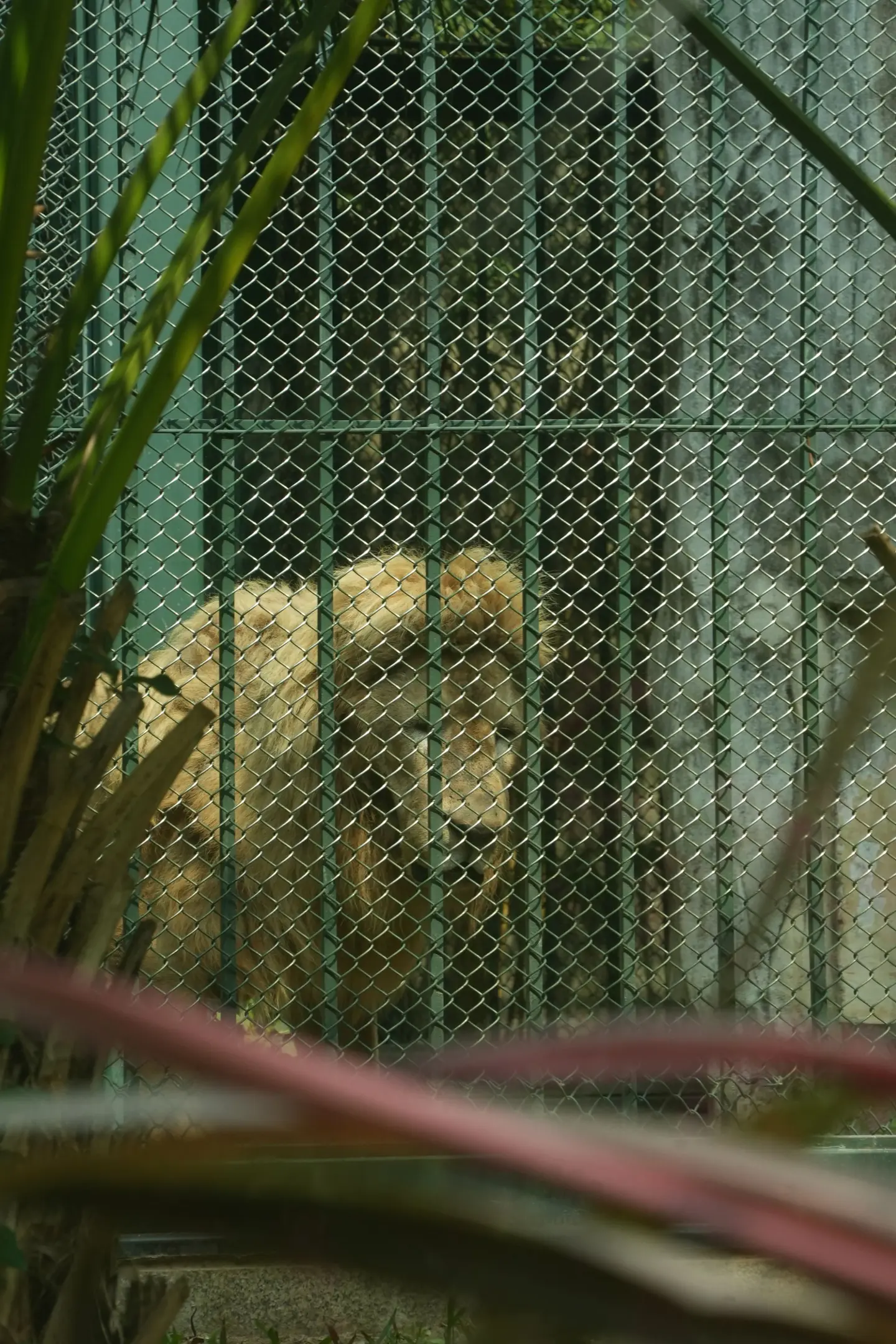 阿杭：呐，唔返工，头发都蓬松d啊！（不上班，发量都回来了。）