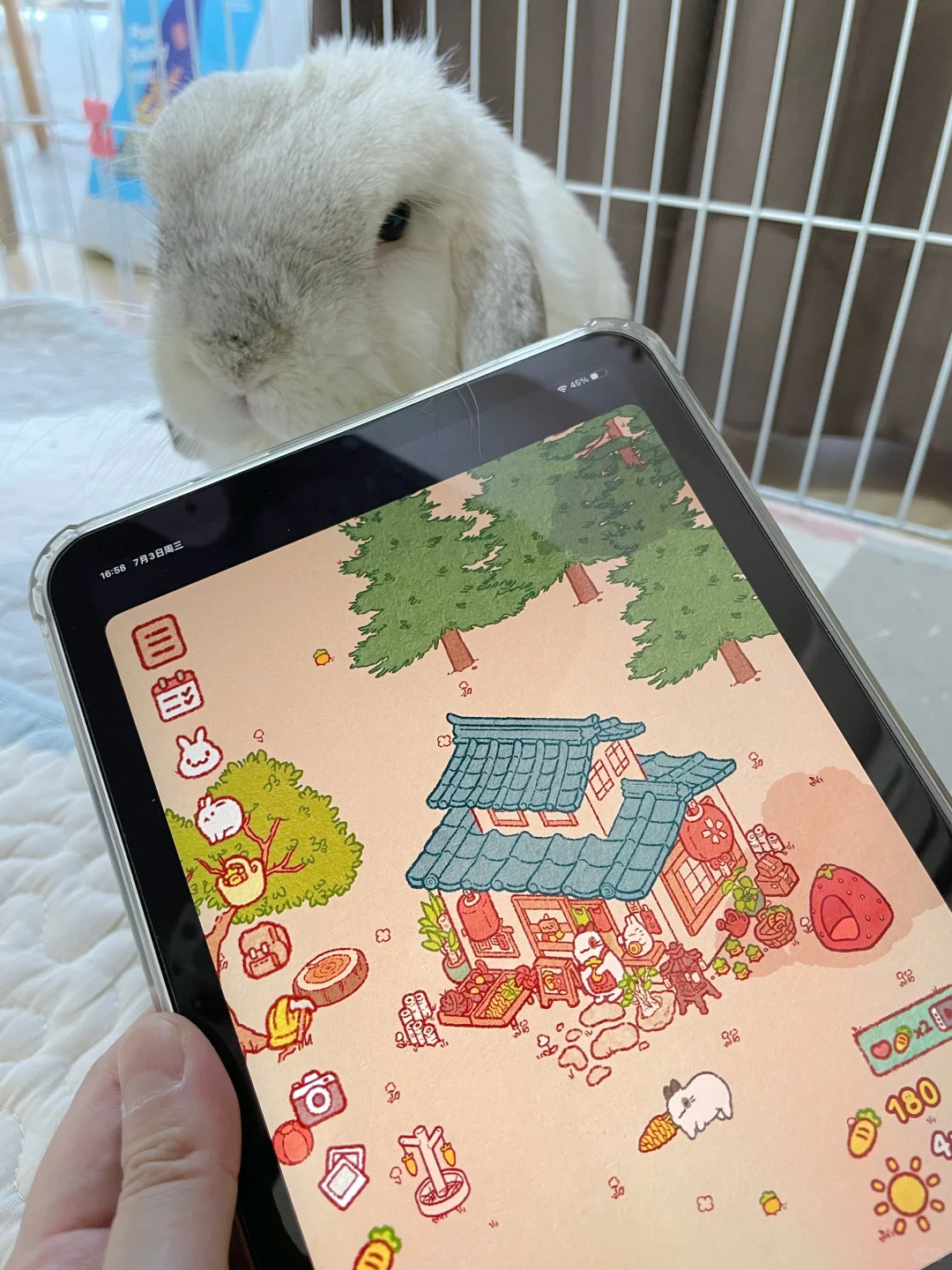 悠妹：麻麻有别的兔了！👿