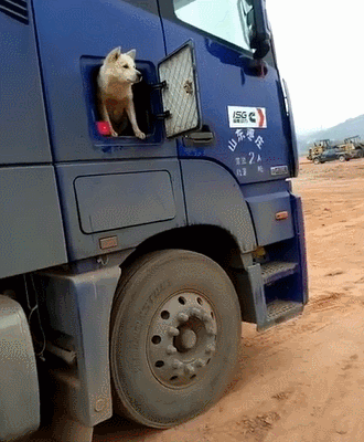 忠诚爱犬瑟瑟秋风中尽职尽责帮主人看油，四季坚守让人感动