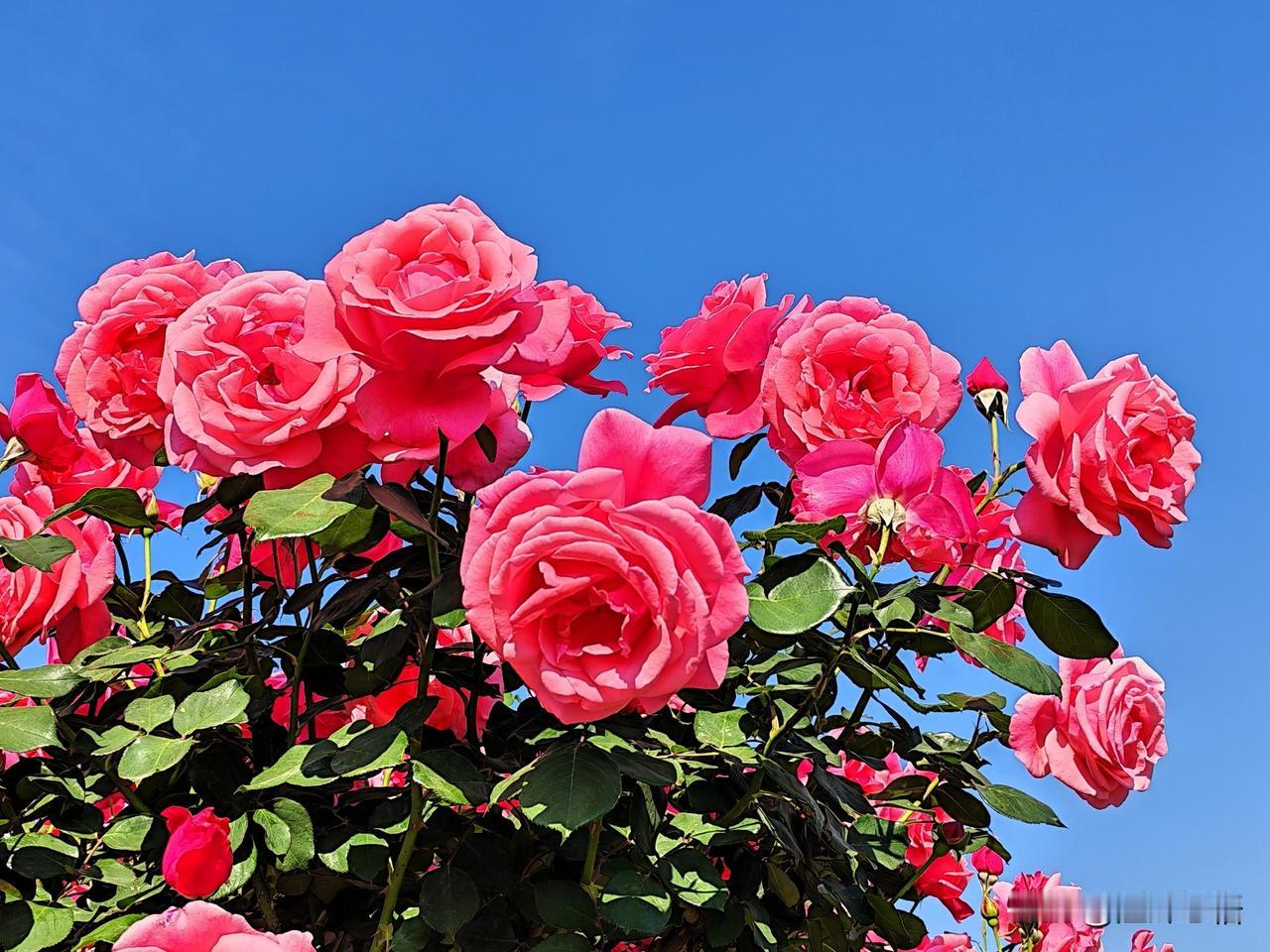粉嫩月季盛开，绽放春日浪漫！🌹🌸