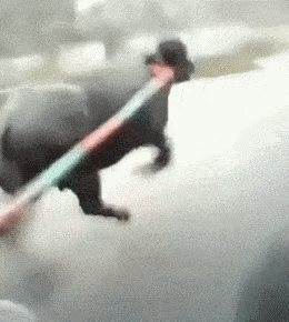 图一：第一次进城的牛牛，开心的跟什么一样。
图二：小姐姐的平衡能力，还是很强大的