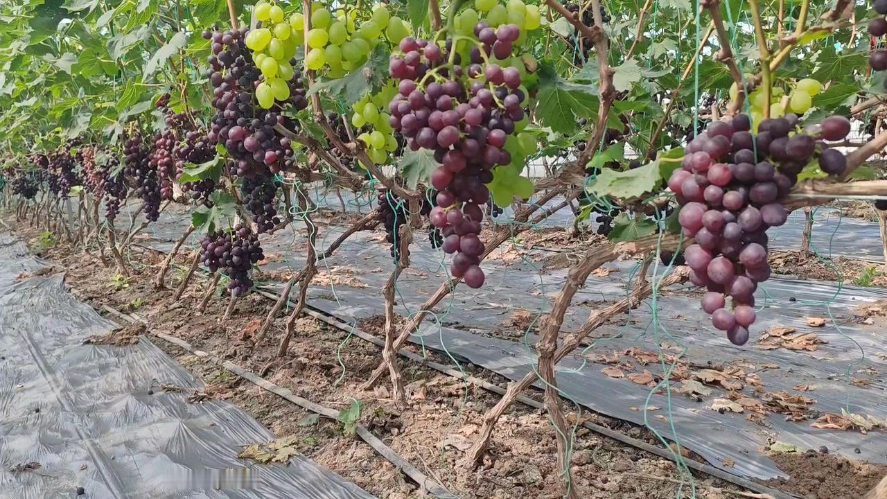 想让春红3号葡萄有天然玫瑰香？关键在这三点管理！
1️⃣光照与温差：冷棚内保证充