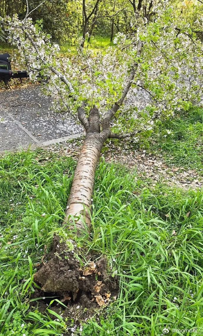 上海女子爬树压塌20年樱花树 有时候大家的素质真的是还有些公园吐痰的老大爷路边尿