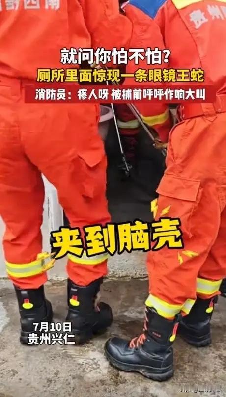 贵州一男子上厕所时，听到角落有“嘶嘶”声，回头发现是条毒性强的眼镜蛇，吓得提裤就