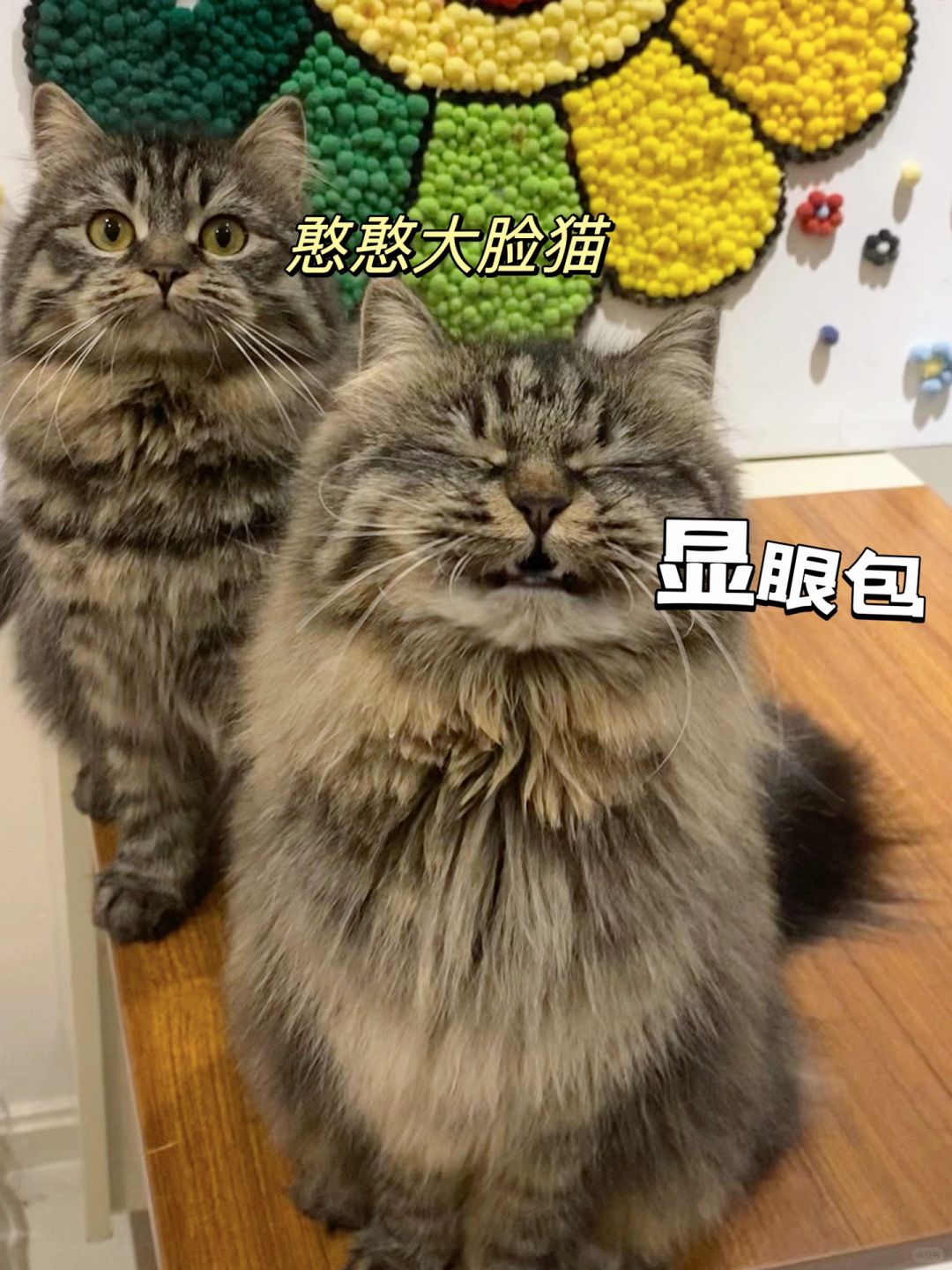 用一张图证明你的猫猫被你养得很好！