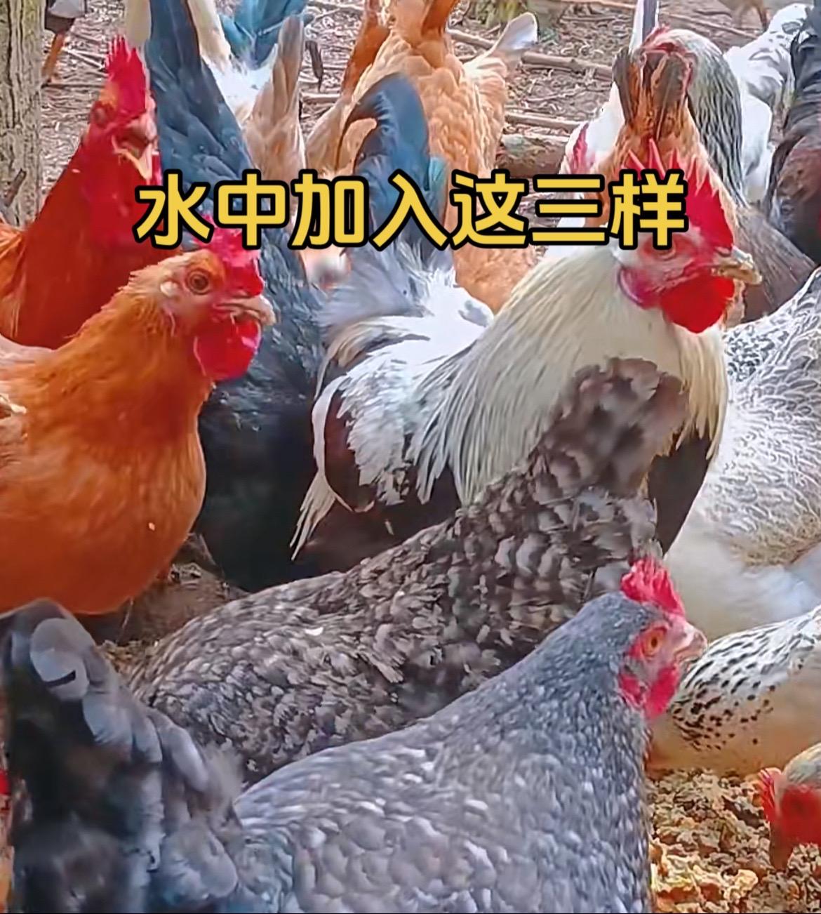 水中加入这三样，鸡肥又壮三农 生态散养土鸡 抖音养鸡人