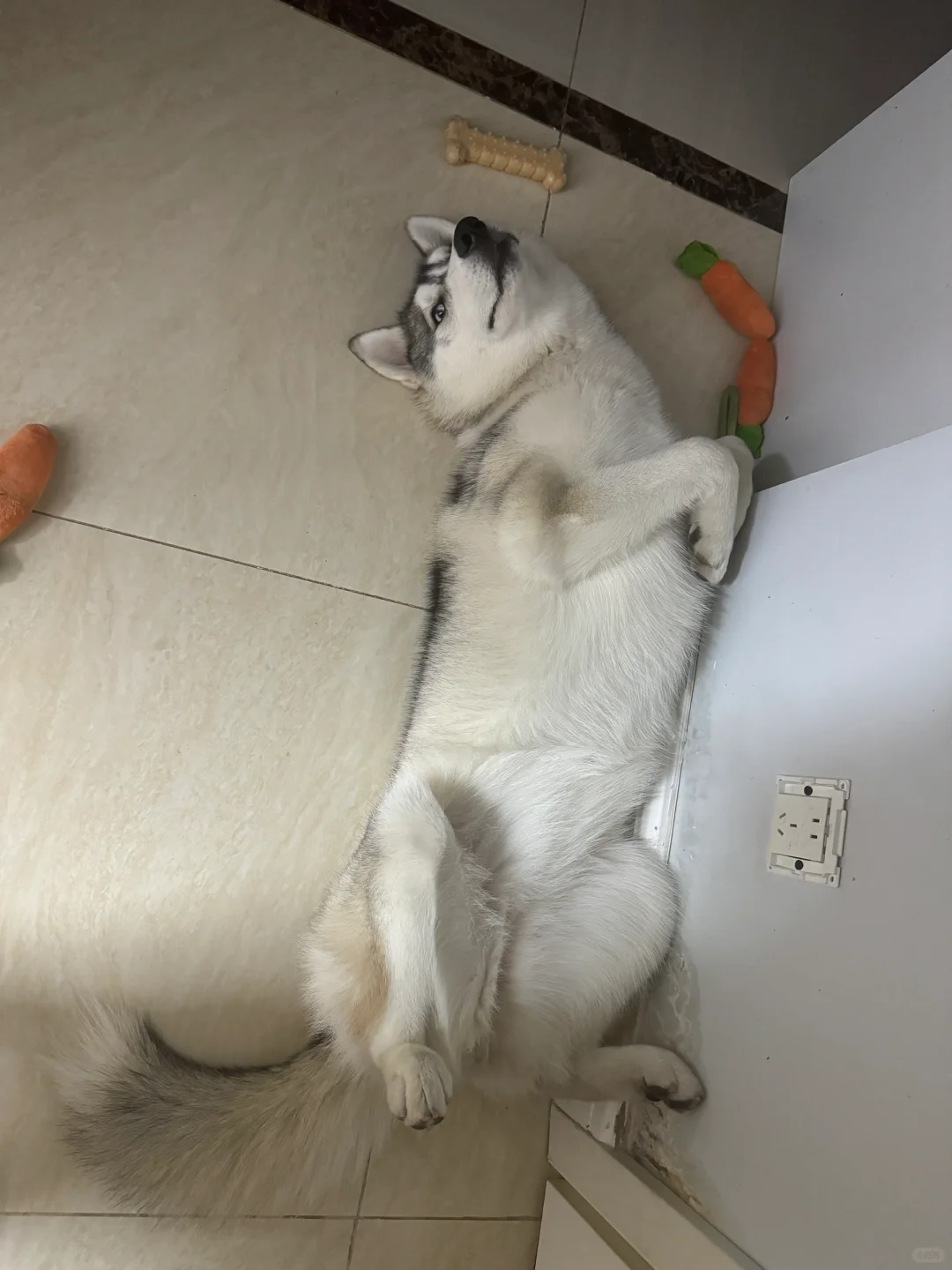 哈士奇都这么睡觉吗