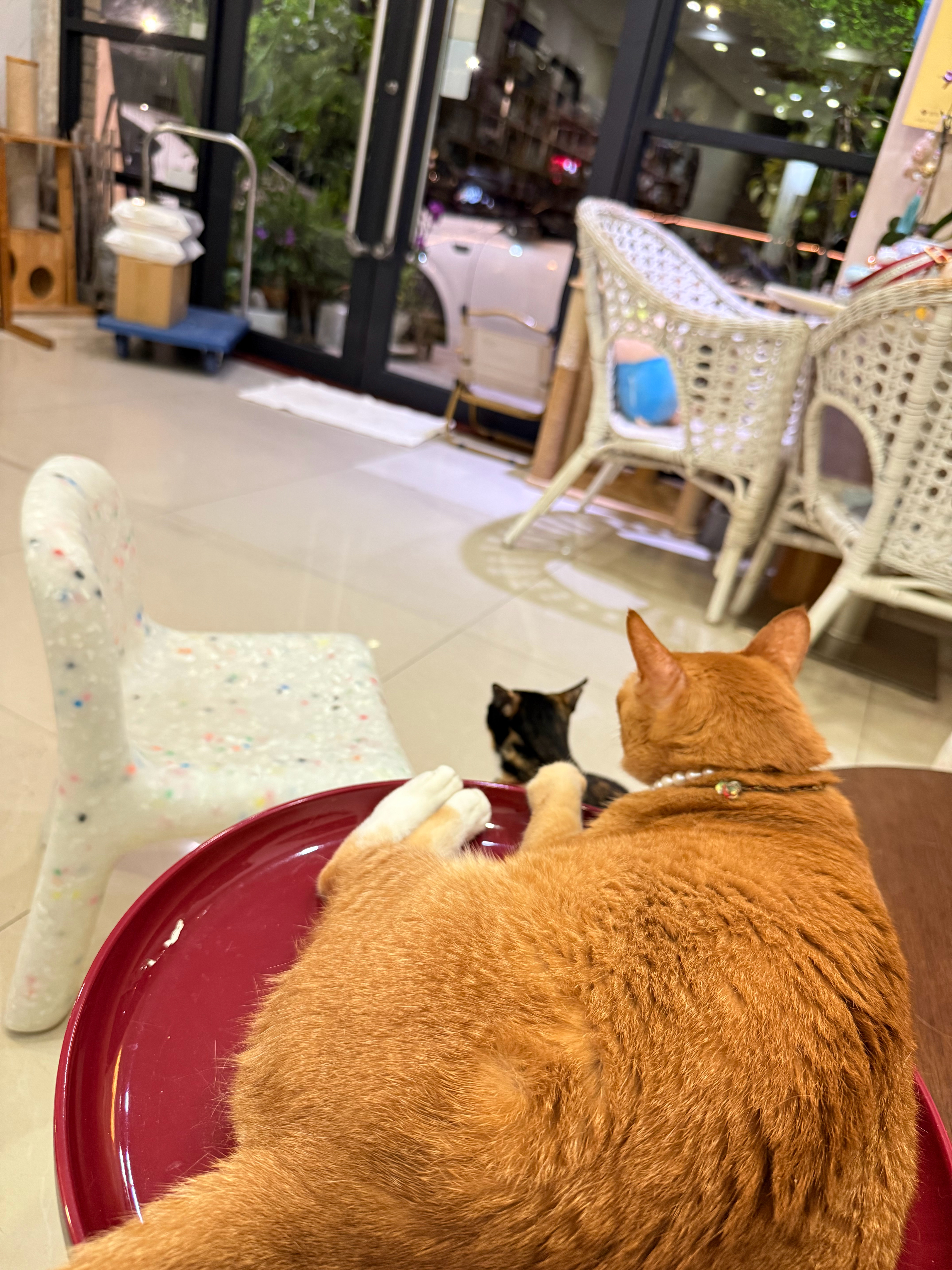 阿胖真的很好，再累再困也陪伴爸爸陪伴女朋友👫猫咪 ​​​