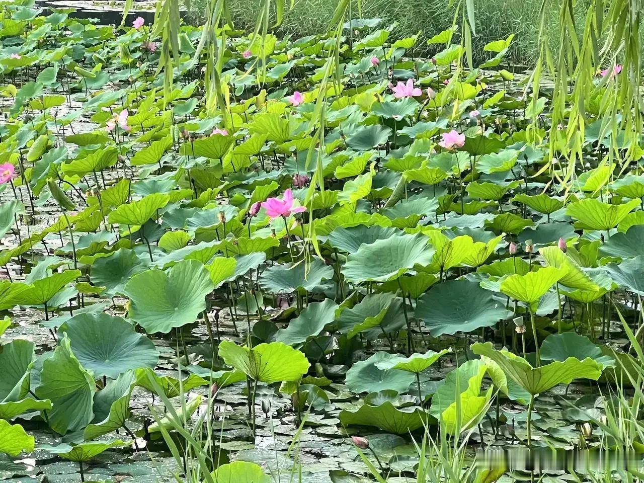 夏日炎炎荷初露
晚风浅浅柳轻摇