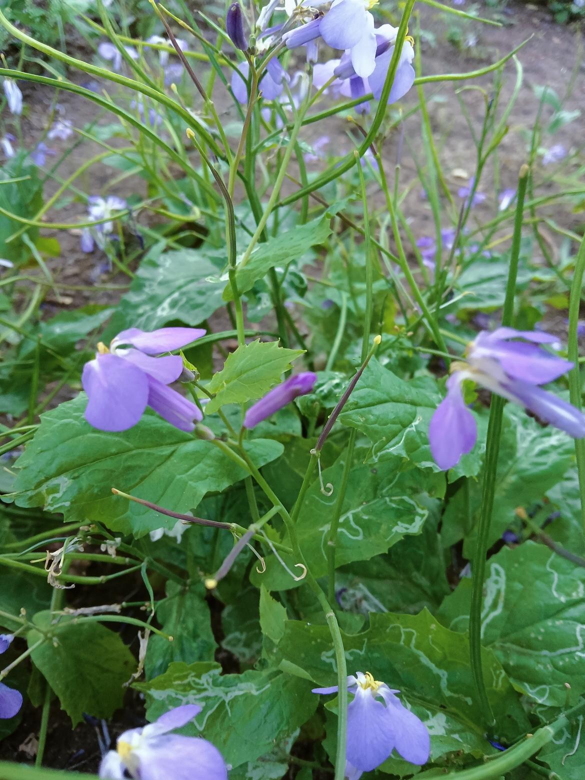 紫色野花盛开，绿意盎然，自然之美尽收眼底。🌸🌿这些紫色小花在绿叶间绽放，真的