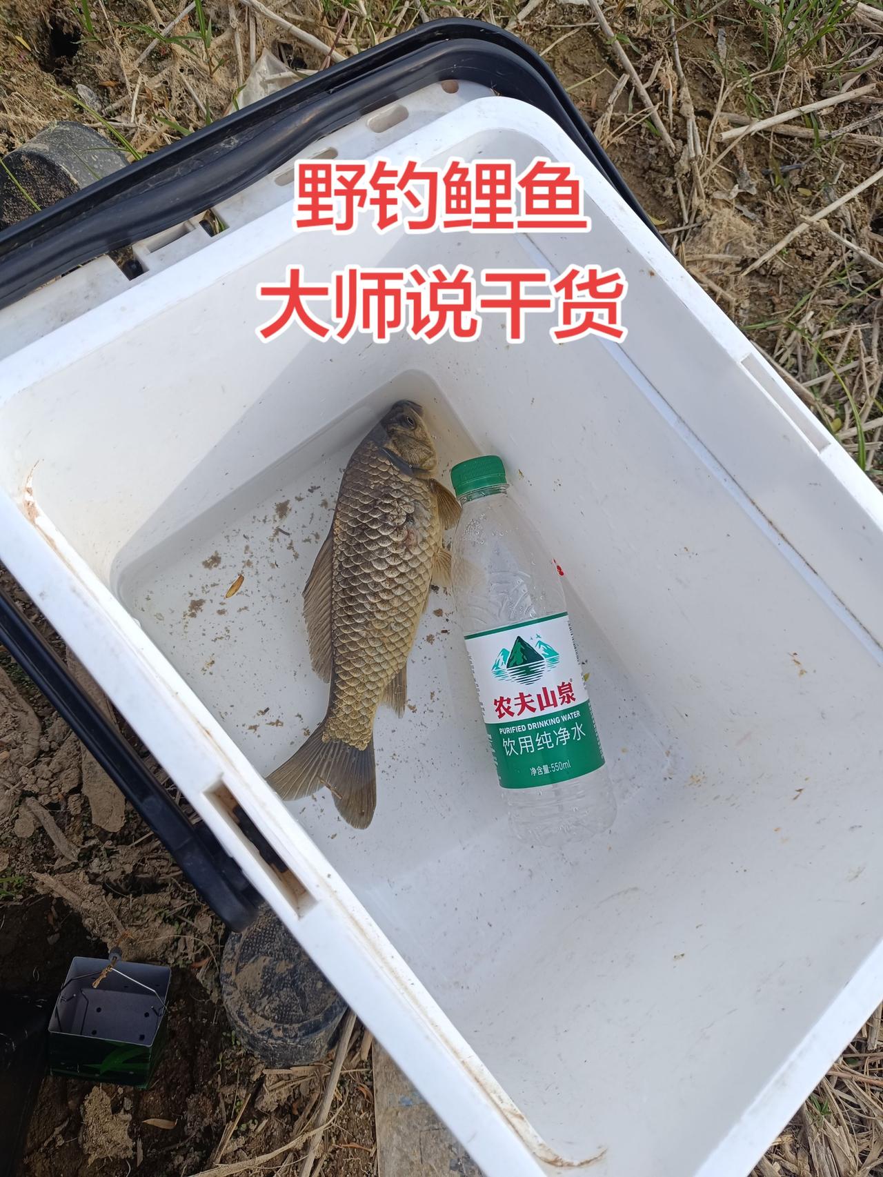 野钓鲤鱼，大师说干货
