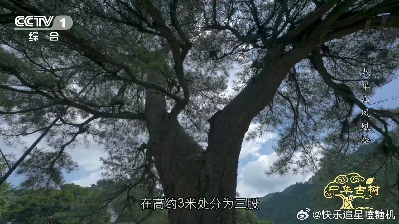 约1400岁古松树像一只大凤凰 风是它的开关，没风的时候它是一棵长得像凤凰的古松
