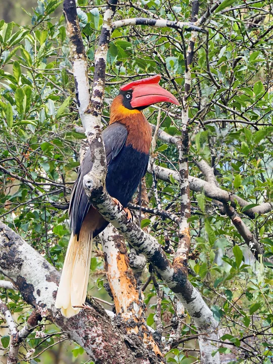 看到了罕见的红嘴巴犀鸟：棕犀鸟