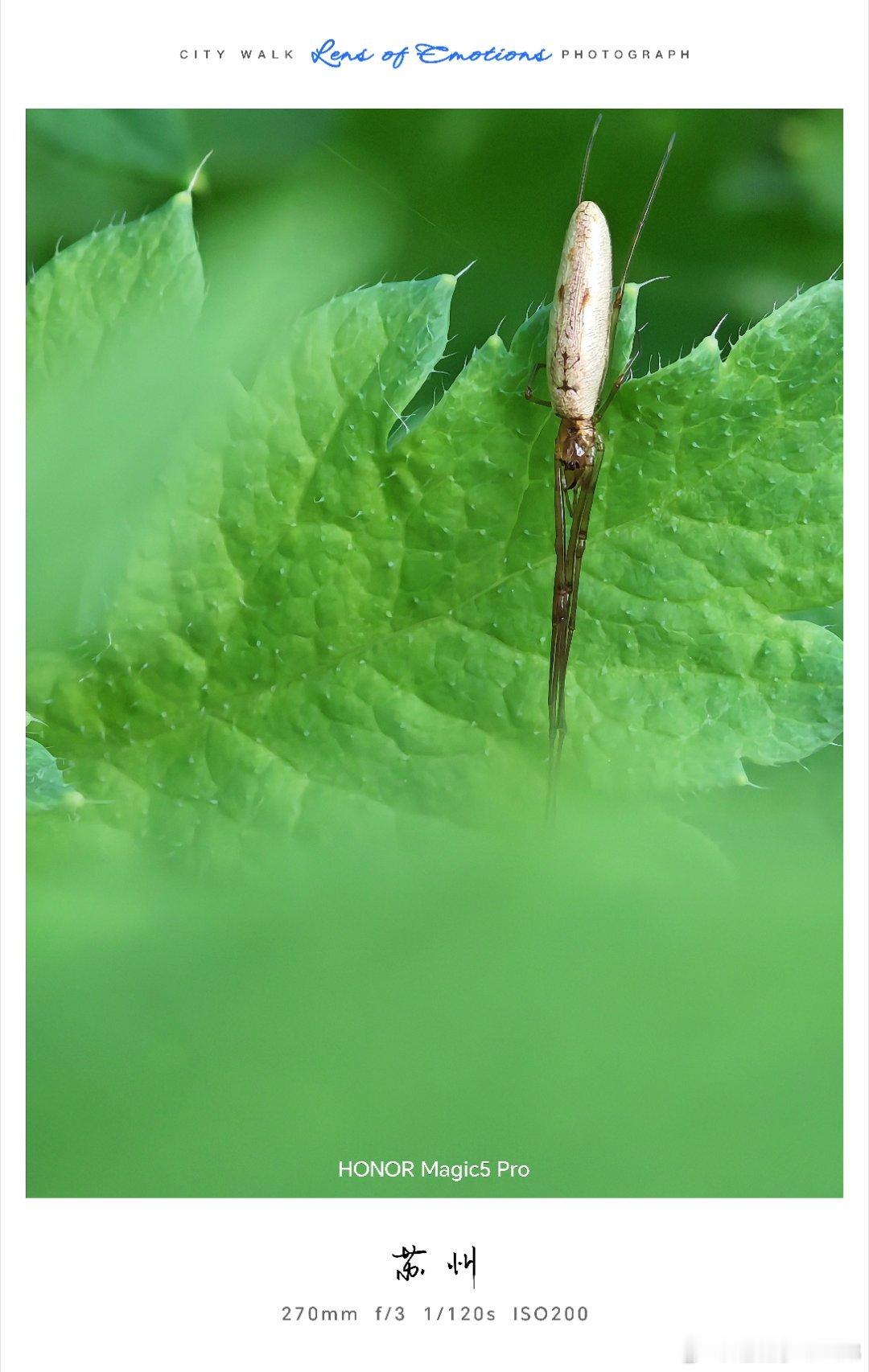 苏州的绿意里，藏着一场微观奇遇。长腿小蜘蛛静卧在带绒毛的叶片上，姿态舒展又安静。