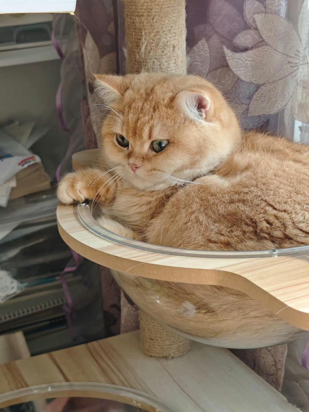 金窝银窝不如自己的狗窝哪是什么专属小窝，条件简陋又憋屈，看着特别可怜。别硬扯什么