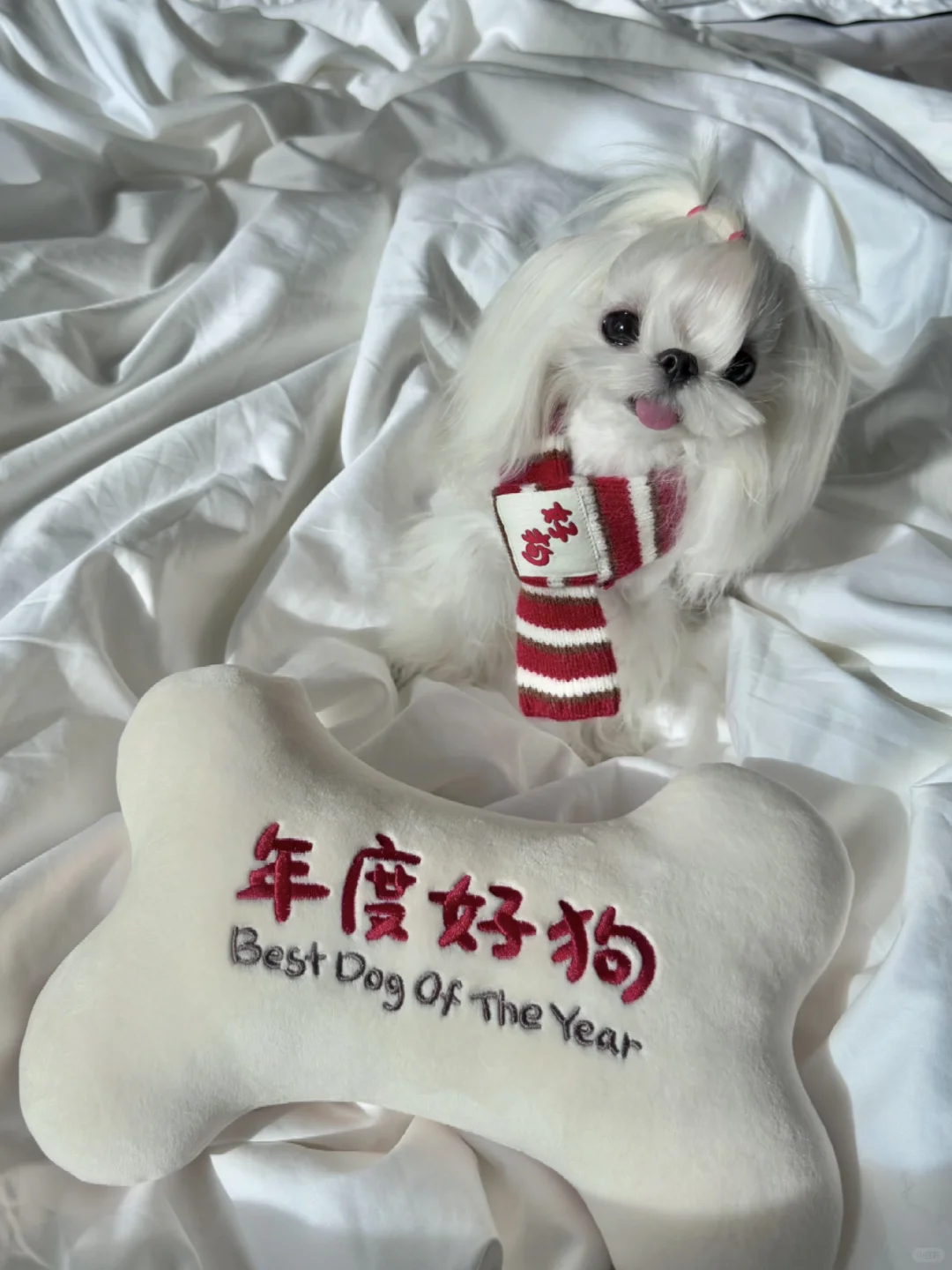 嘿嘿！在小狗幼儿园得奖啦🥰