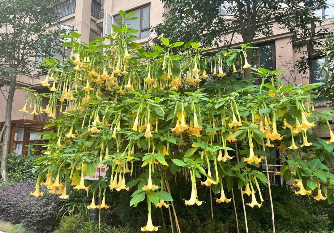谁能告诉我这是什么这花太多了 ​​​
