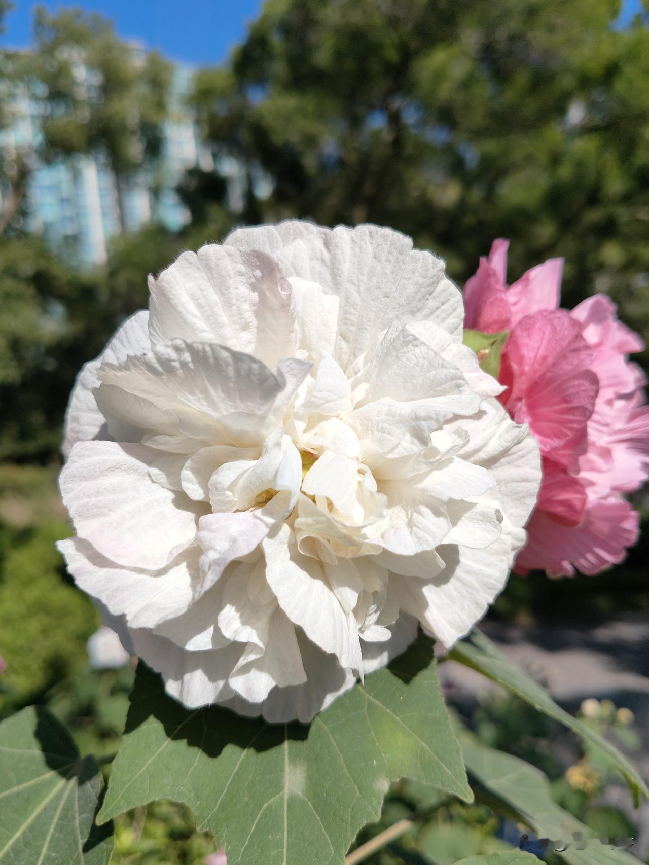 有人说现如今十万存款，
是成年人过期的“奢侈品”
车买不起好的，房更不用说。
但