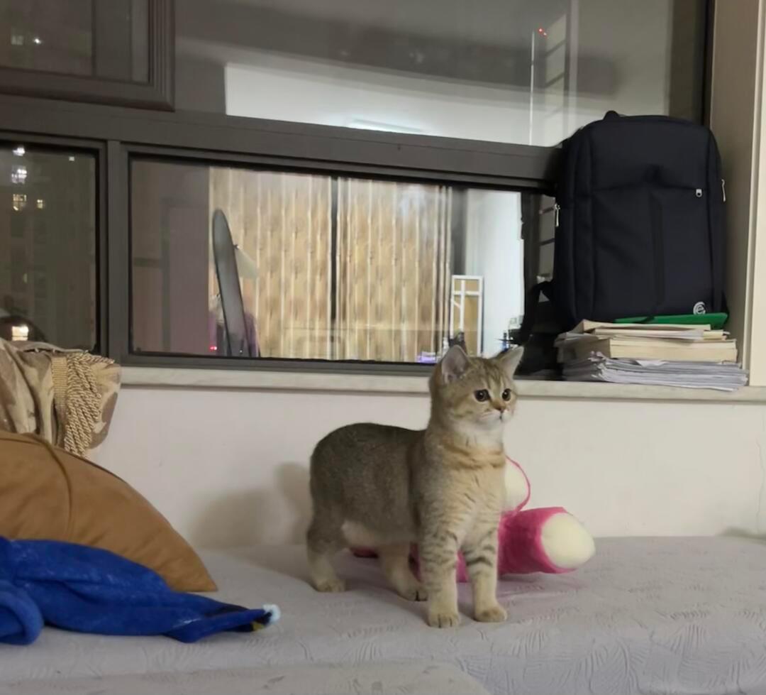 站得像羊驼的猫猫 