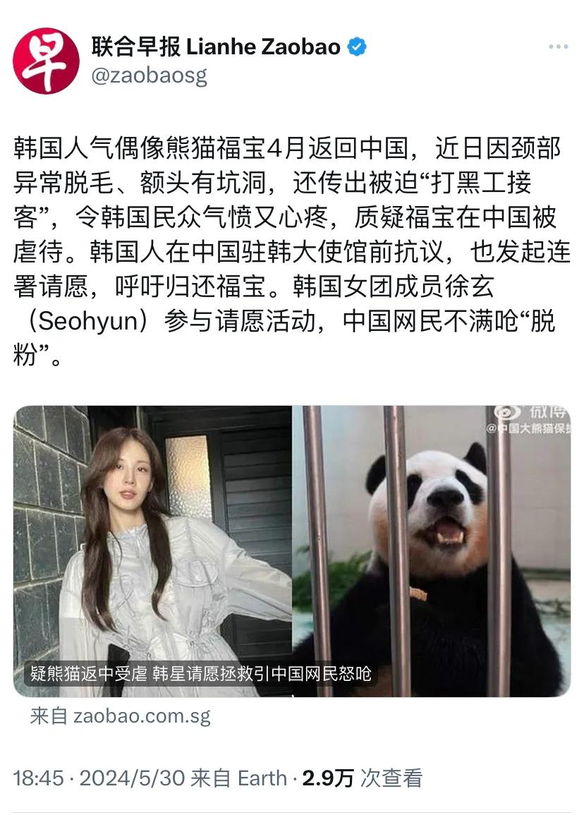 新加坡联合早报今晚（5月30日晚）报道：“韩国人气偶像熊猫福宝4月返回中国，近日
