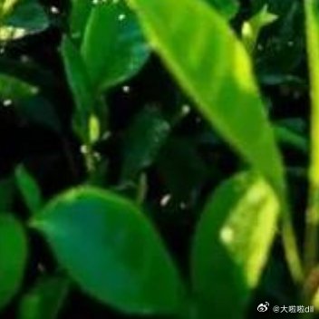 在山上茶室，用寒枯井的泉水泡上一杯绿茶，沁着茶香发呆，都觉得意境索然不同 