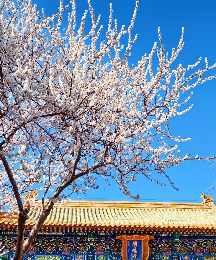 趁着大好春光，我专程赶到北海公园，只为赴一场与粉色桃花的浪漫之约。漫步湖畔，看花