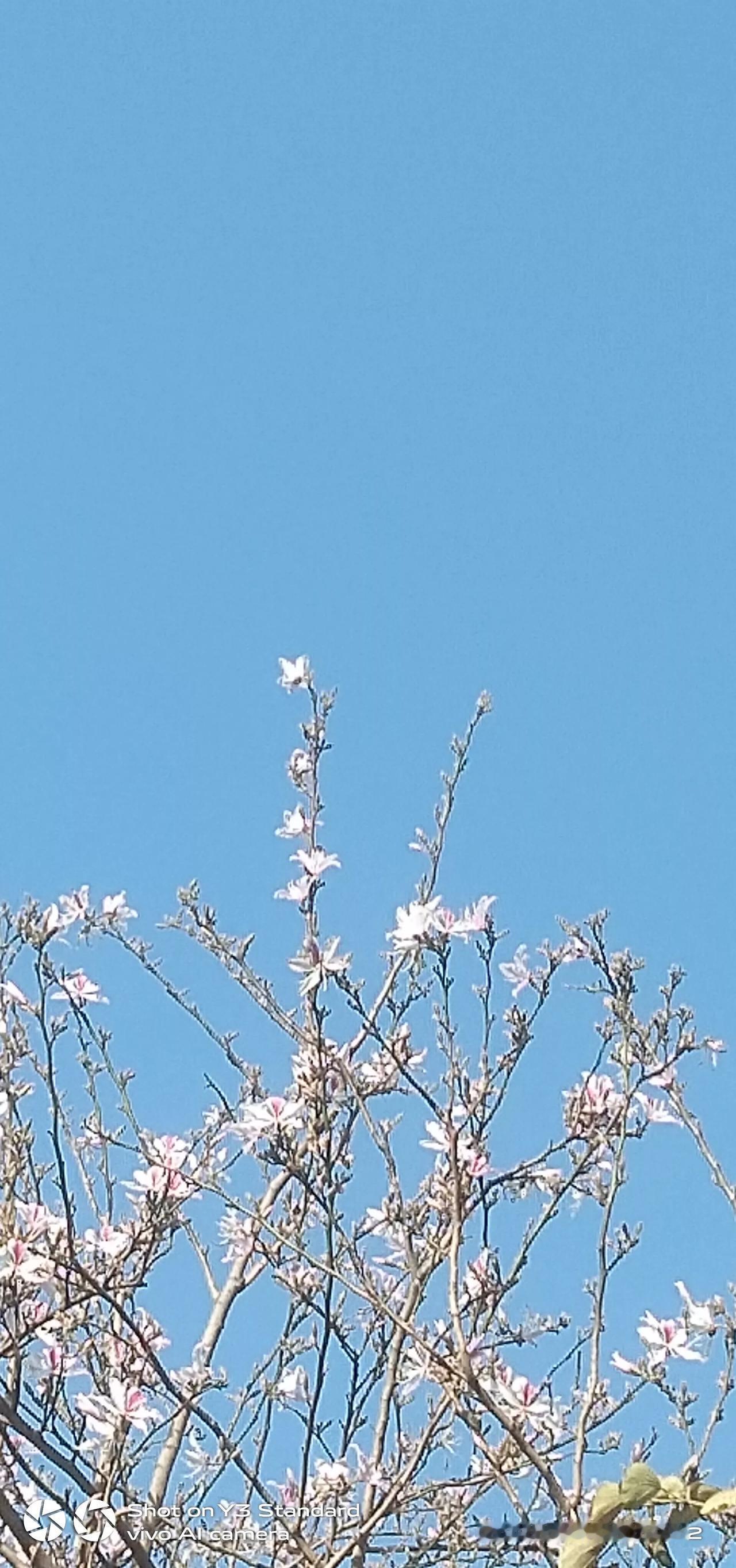 上联：高山自有千年雪，如何对下联花朵映蓝天更美