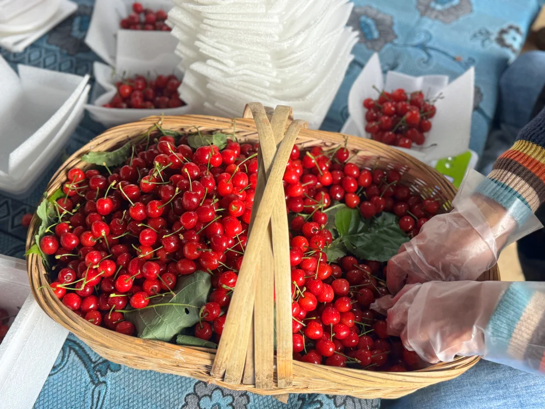 苦能一年只能吃20天，错过了是一种遗憾…