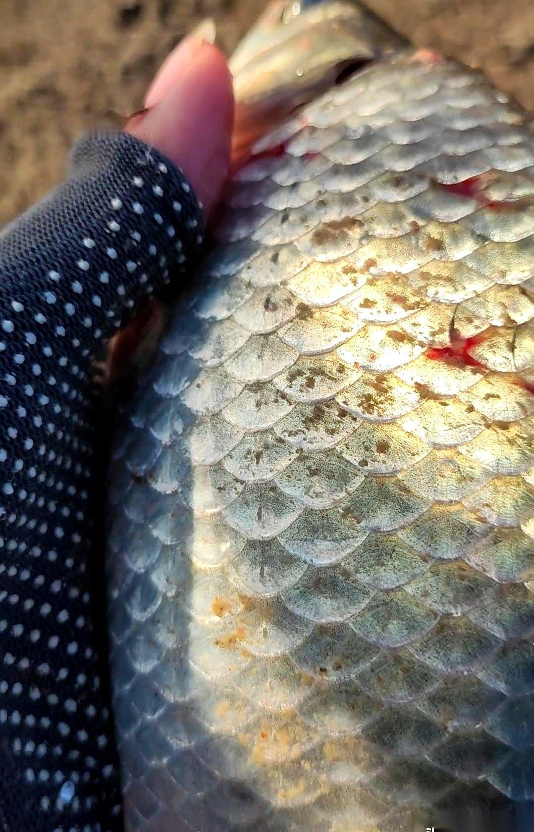 两根竿子，看着是双保险，结果往往是双双空军。
左手长竿钓远，右手短竿打近，布下一