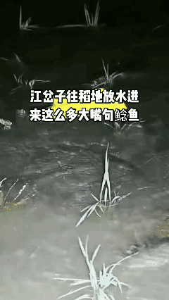 纯纯野生的，水质还好！👍