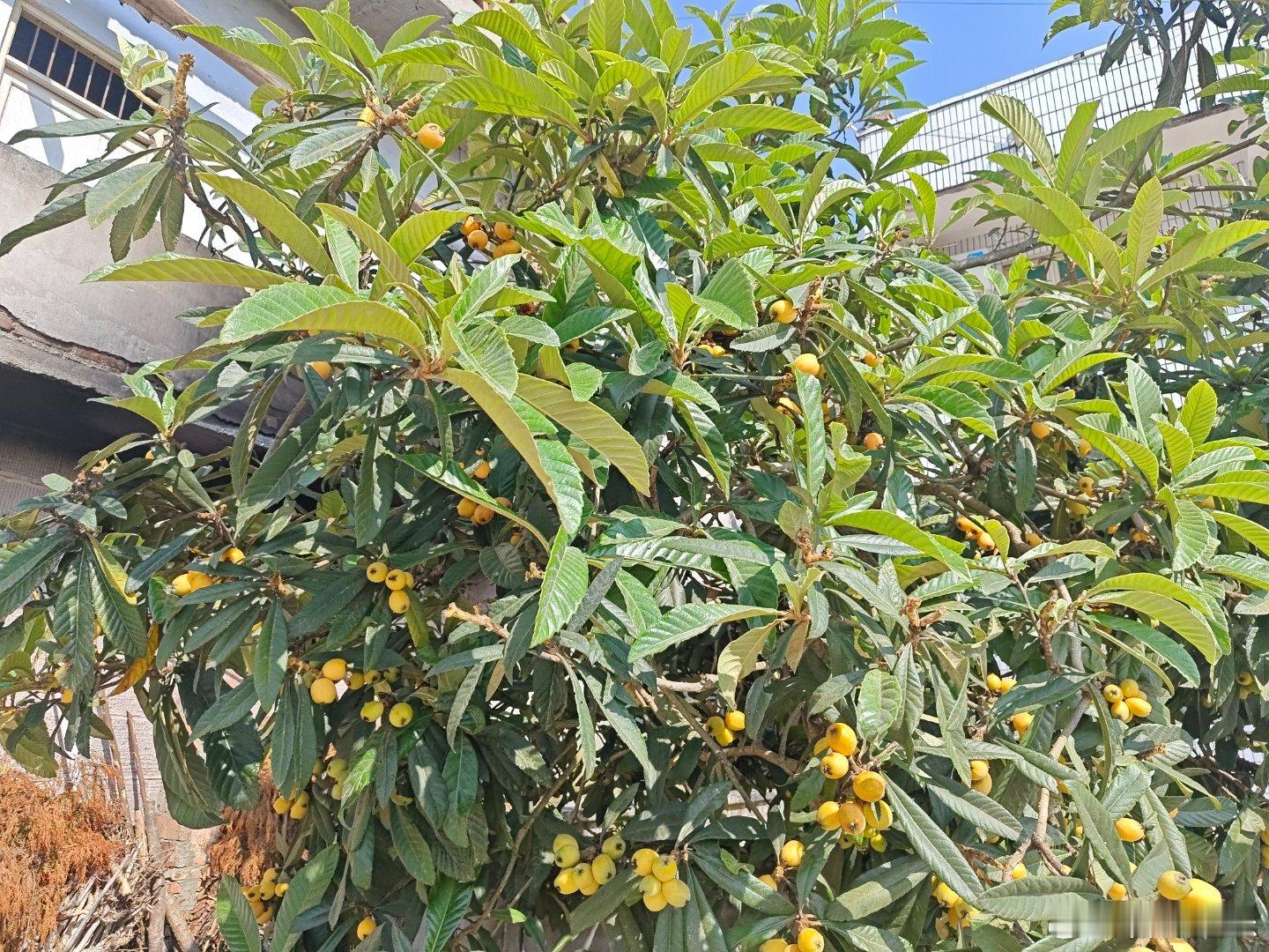 进入五月，太阳明显猛烈了，回来十天，枇杷味道好很多了，可惜水蜜桃还没熟！ 