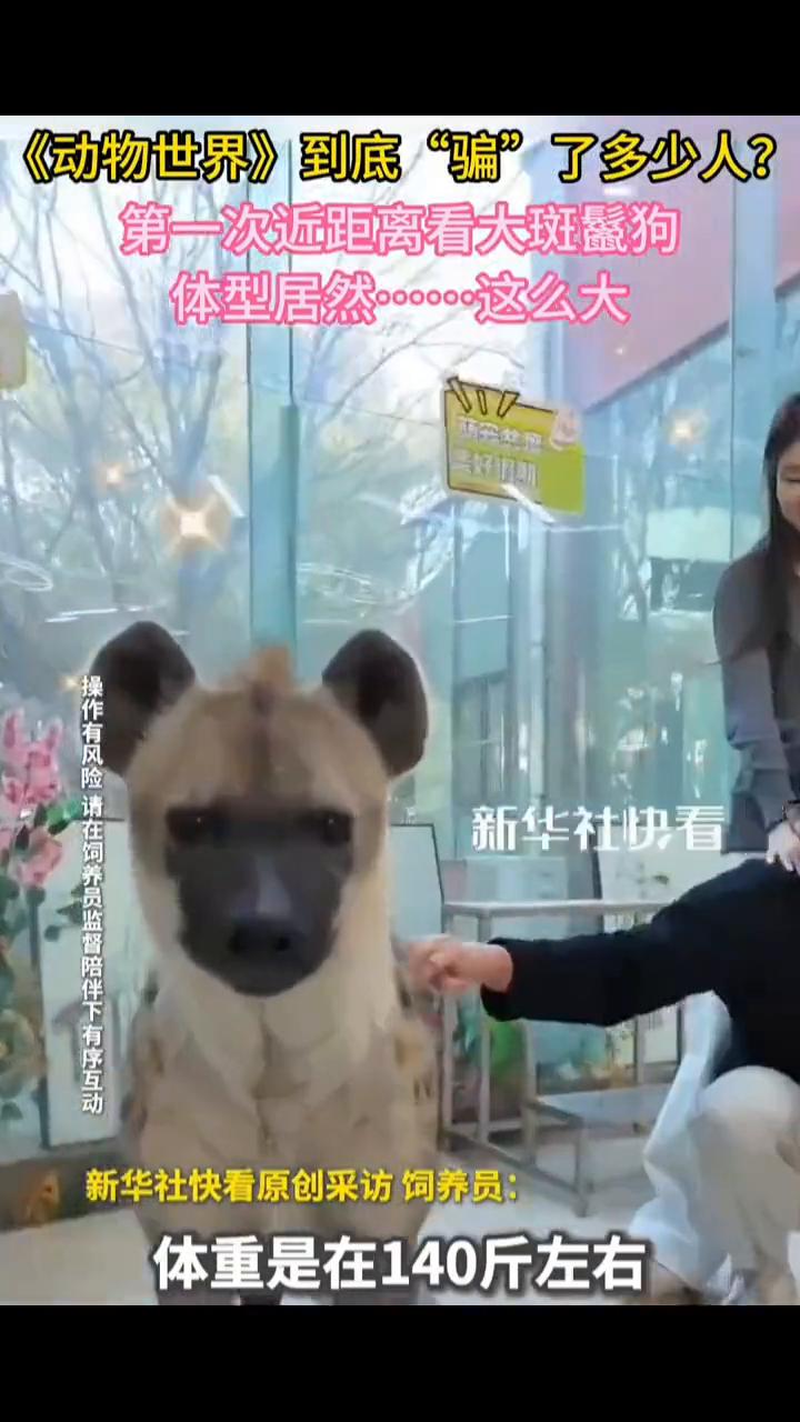 《动物世界》到底"骗"了多少人？第一次近距离看大斑鬣狗，体型居然这么大。
新华社