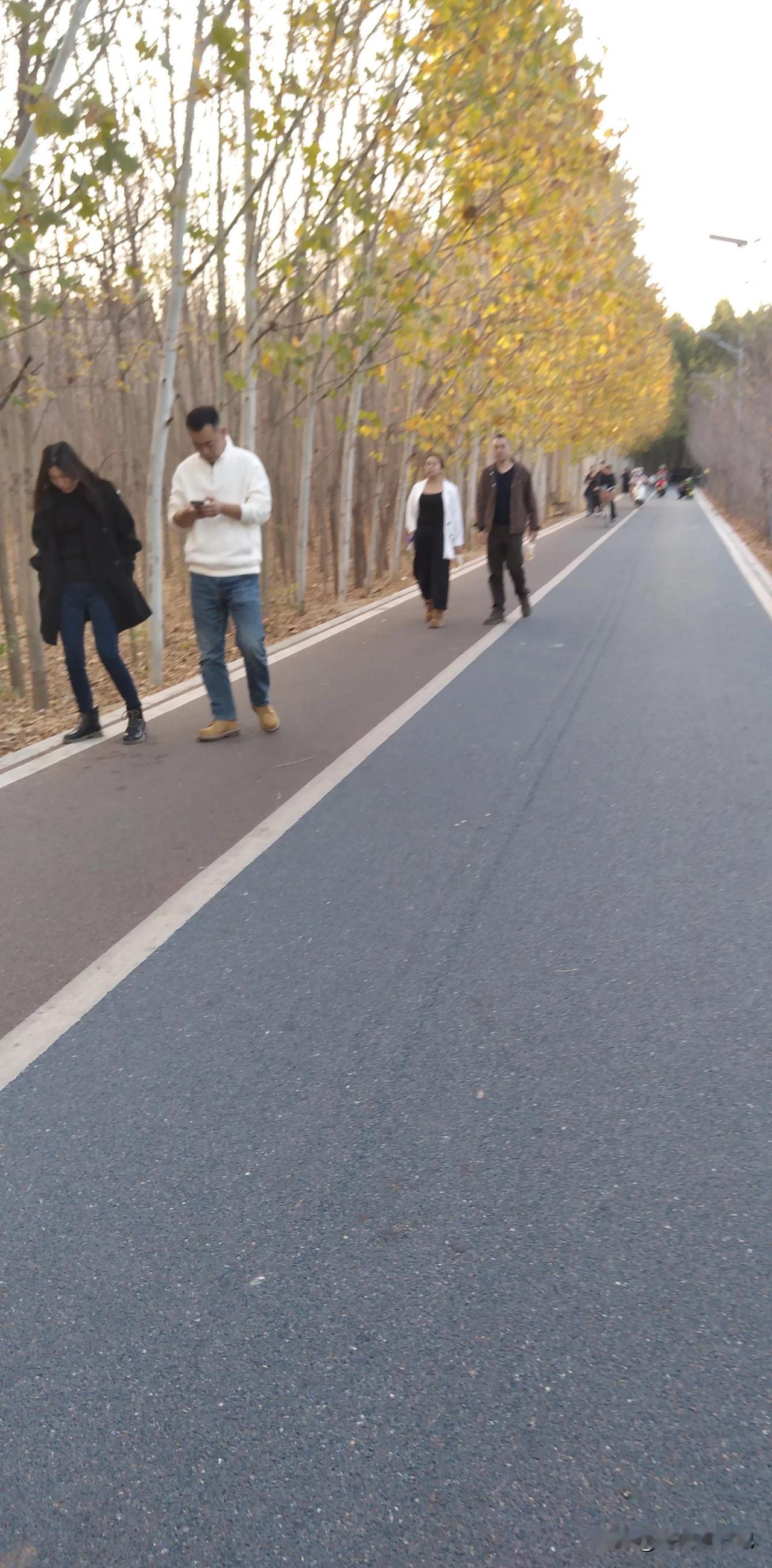 郑州黄河滩疏影路的秋天
这段时期，位于郑州黄河滩地公园的疏影路很是火爆，各大平台