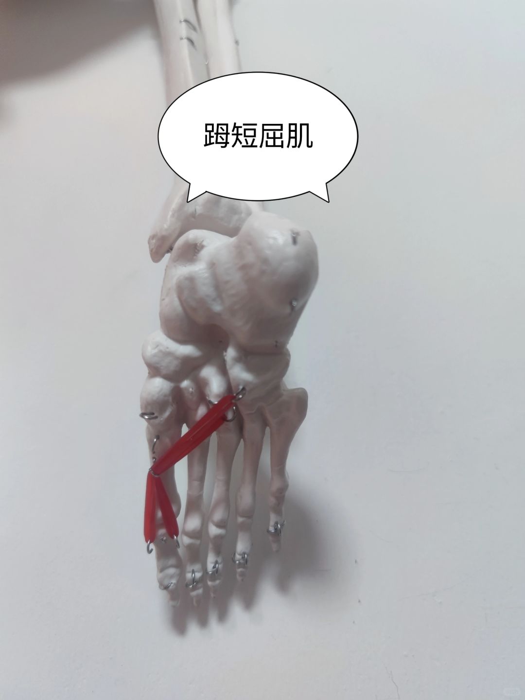 𧿹短屈肌