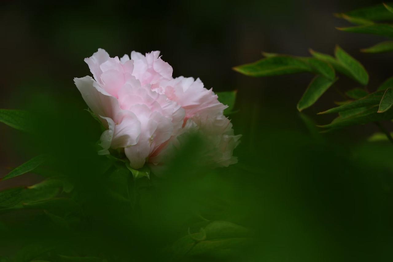 春风如约，牡丹盛开，一抹温柔粉韵，藏尽春日浪漫。不急不躁，静静绽放，自带温婉气场