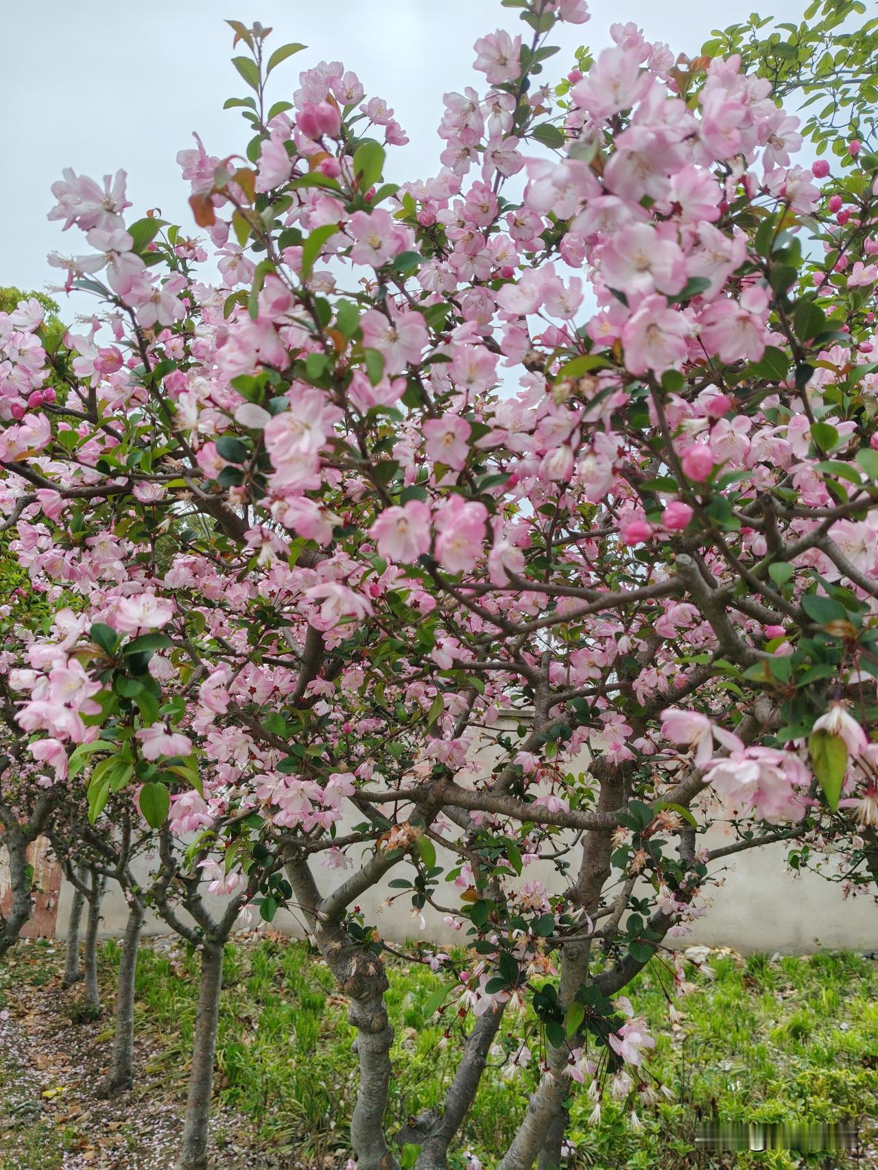 有没有漂亮的花朵图片吗小区里面的樱花
