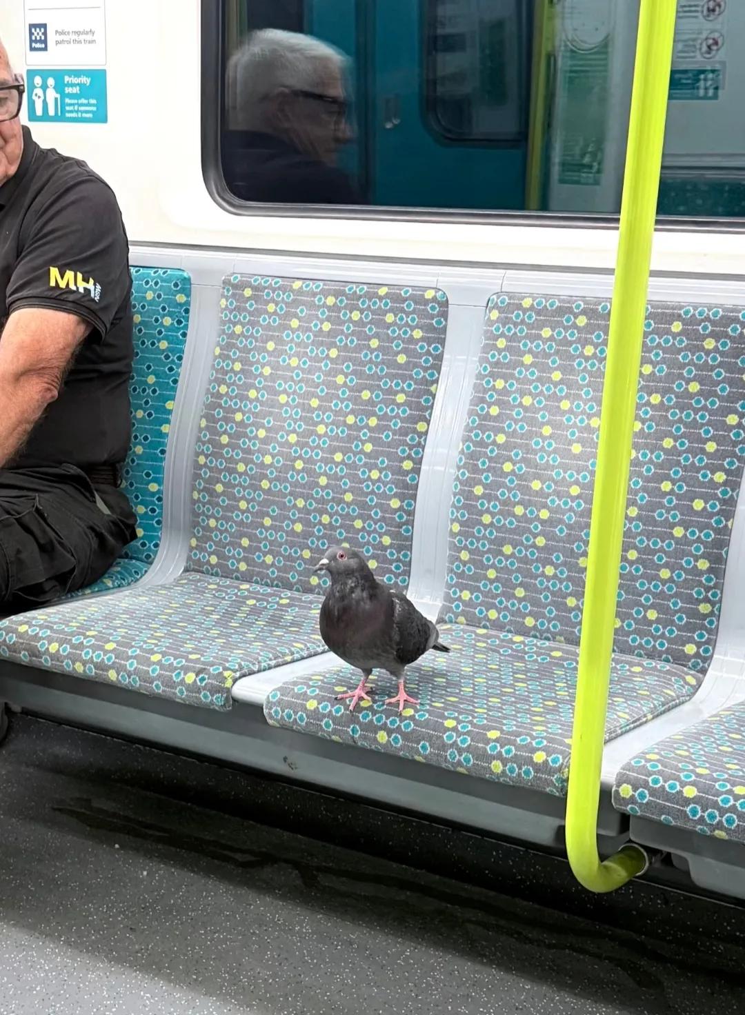 鸟：今天不飞了，改坐地铁。