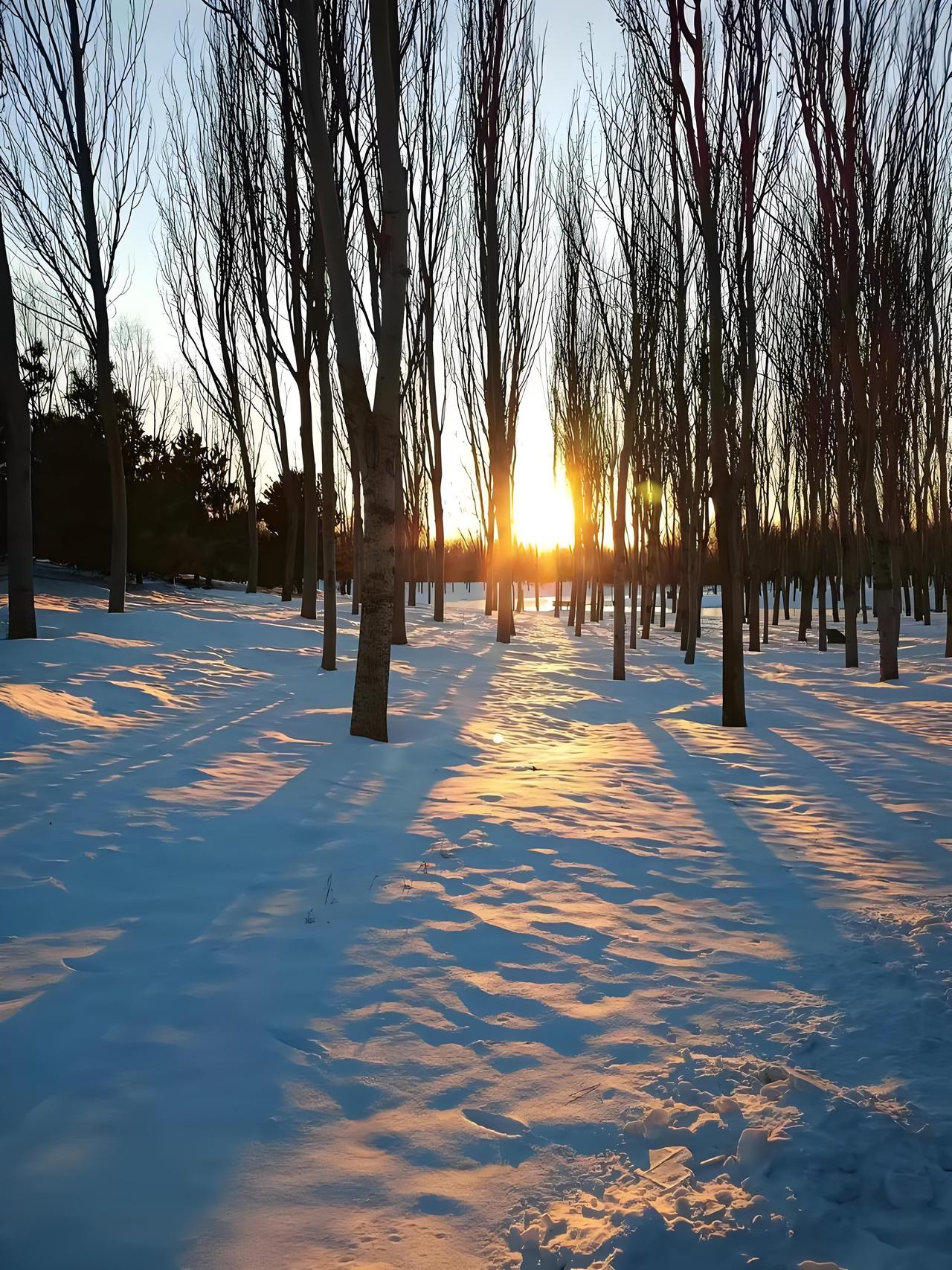日出时分，村东的林子，风静鸟鸣，仿佛在说:昨天的狂风暴雪已经过去，新一天日暖风平