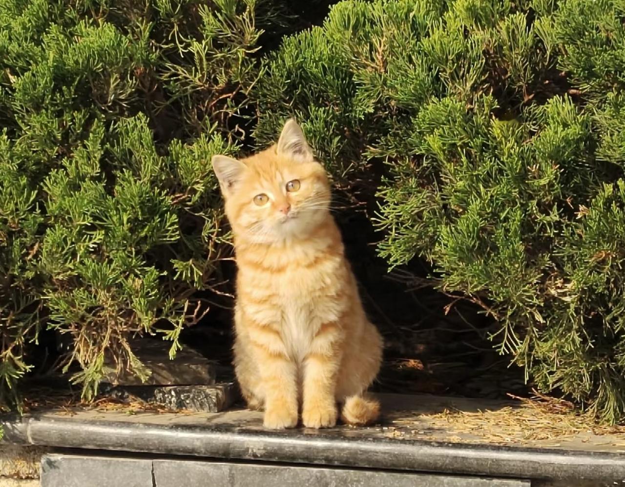 夫妻俩的八字能够形成相合或者三合局的，往往婚姻会比较稳定，即使遇到挫折也不容易分